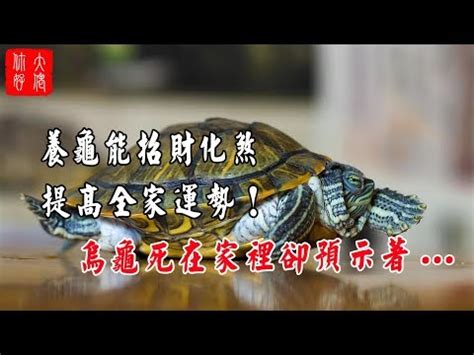 烏龜象徵|烏龜代表什麼意思？長壽、堅韌、智慧和穩定的象徵